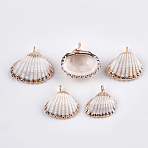 Electroplate Sea Shell Pendants, with Iron Findings, Light Gold, Seashell Color, 19~23x16~25x6~8mm, Hole: 1mm(SSHEL-T006-02)