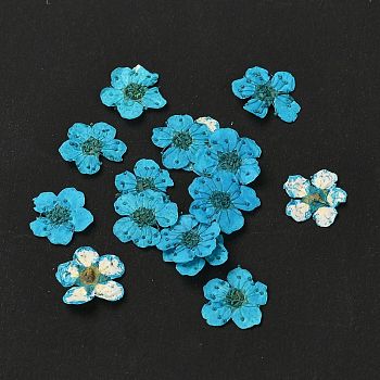 Narcissus Embossing Dried Flowers, for Cellphone, Photo Frame, Scrapbooking DIY Handmade Craft, Dark Turquoise, 7mm, 20pcs/box