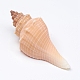 Hermit Crab Shells(SSHEL-WH0001-15F)-1