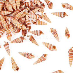 Natural Conch Shell, for Vase Filler, DIY Craft, Home Decor, Navajo White, 20~30x8~9.5mm(FIND-TAC0026-10C)