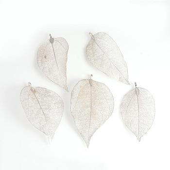 Electroplated Natural Leaf Big Pendants, with Iron Findings, Platinum Plated, 55~85x25~40x1mm, Hole: 3x6mm