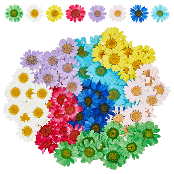 80Pcs 8 Colors Pressed Dried Flowers, for Cellphone, Photo Frame, Scrapbooking DIY and Resin Art Floral Decors, Mixed Color, 26~34x1mm, 10pcs/color