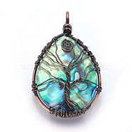 Abalone Shell/Paua ShellWire Wrapped Big Pendants, with Brass Findings, teardrop, with Tree, Red Copper, 55.5~57.5x34.5~35.5x7.5~9.5mm, Hole: 4.5x5.5mm(SSHEL-L008-58R)