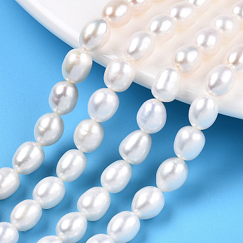 Natural Cultured Freshwater Pearl Beads Strands, Rice, Seashell Color, 7.5~8.3x6~6.7mm, Hole: 0.7~0.8mm, about 23pcs/strand, 7.09 inch(18cm)