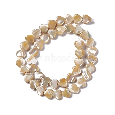 Chapelets de perles de coquille de trochid / trochus coquille(SHEL-F003-08B)-3
