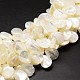 Chapelets de perles de coquille de trochid / trochus coquille(SSHEL-K009-08)-1