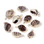 Electroplate Natural Sea Shell Pendants, Shell Shape Charms, with Iron Loops and Brass Findings, Golden, Coffee, 17.5~24x11~13.5x8.5~12mm, Hole: 1.6~1.8mm(SSHEL-T017-44)