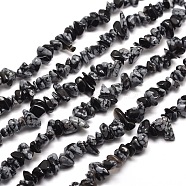 Snowflake Obsidian Chip Bead Strands, 5~8x5~8mm, Hole: 1mm, about 31.5 inch(X-G-M205-23)