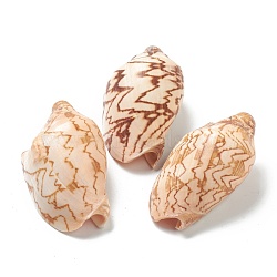 Natural Conch Shell Display Decorations, Camel, 78~83x43~48x35~38mm(AJEW-H126-01)