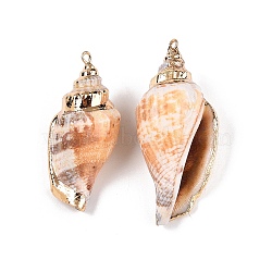 Natural Conch Shell Big Pendants, Shell Shaped Charms with Golden Tone Iron Loops, Sandy Brown, 26~52.5x11~24x10~20mm, Hole: 1.6~1.8mm(SSHEL-N038-26)