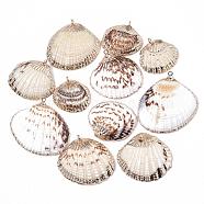 Electroplate Sea Shell Pendants, with Iron Findings, Light Gold, Seashell Color, 20~26x22~30x7~9mm, Hole: 1mm(SSHEL-T006-03)