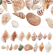 SUPERFINDINGS 37Pcs Conch & Shell Ornaments, for Vase Filler, Beach Theme Party, DIY Craft, Wedding Decor, Mixed Color, 15~77x18~53x6~37mm(AJEW-FH0003-26)