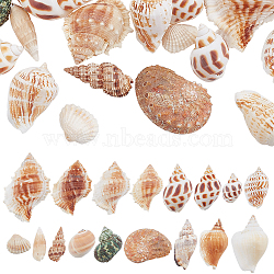 SUPERFINDINGS 37Pcs Conch & Shell Ornaments, for Vase Filler, Beach Theme Party, DIY Craft, Wedding Decor, Mixed Color, 15~77x18~53x6~37mm(AJEW-FH0003-26)