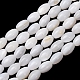 Natural Freshwater Shell Beads Strands(SH-CBA2978-06A)-1