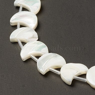 15mm White Moon Trochus Shell Beads