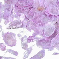 Mica Fragment Nail Art Decoration Accessories, Nail Natural Freshwater Shell Mica Slices, Plum, 1~23x1~18mm(MRMJ-N026-002-03)
