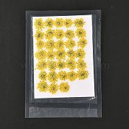 Pressed Dried Flowers, for Cellphone, Photo Frame, Scrapbooking DIY Handmade Craft, Yellow, 15~20x13~19mm, 100pcs/bag(DIY-K032-58L)