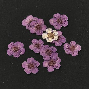 Narcissus Embossing Dried Flowers, for Cellphone, Photo Frame, Scrapbooking DIY Handmade Craft, Dark Orchid, 7mm, 20pcs/box