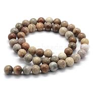 Natural Fossil Coral Beads Strands, Round, 10mm, Hole: 1mm, about 38pcs/strand, 15.3 inch(39cm)(G-G763-12-10mm)