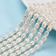 Natural Cultured Freshwater Pearl Beads Strands, Rice, Seashell Color, 6~7x5~5.5mm, Hole: 0.5mm, about 26pcs/strand, 7.34 inch(X-PEAR-S012-41)