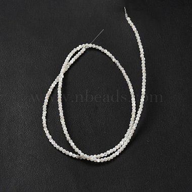 Natural White Shell Beads Strands(SHEL-G014-14)-3