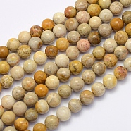 Natural Fossil Coral Beads Strands, Round, 8~8.5mm, Hole: 1mm, about 49pcs/strand, 15.7 inch(40cm)(X-G-G697-F01-8mm)