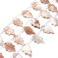 Autumn Theme Natural Sea Shell Beads Strands, Leaf, 23~24x13.5~14x3.5~5.5mm, Hole: 0.6mm, about 16pcs/strand, 15.16~15.55 inch(38.5~39.5cm)(SSHEL-G023-14)