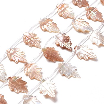 Autumn Theme Natural Sea Shell Beads Strands, Leaf, 23~24x13.5~14x3.5~5.5mm, Hole: 0.6mm, about 16pcs/strand, 15.16~15.55 inch(38.5~39.5cm)