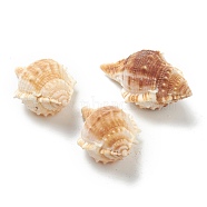 Natural Conch Shell Display Decorations, Peru, 47~77x32~53x23~37mm(AJEW-H126-03)