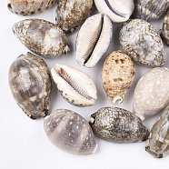 Cowrie Shell Beads, Undrilled/No Hole Beads, Camel, 55~70x33~44x27~36mm(SSHEL-S258-59B)
