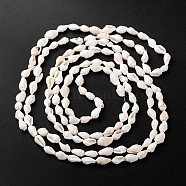 Natural Sea Shell Conch Bead Strands, 5.5~12.5mm, Hole: 1~2mm, about 135~145pcs/strand, 54~58.3 inch(X-BSHE-O009-06)
