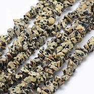 Natural Dalmatian Jasper Beads Strands, Chip, 5~8mm, Hole: 1mm, about 33 inch(84cm)(X-G-P332-20)