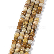 Natural Fossil Coral Beads Strands, Nuggets Tumbled Stone, 6.5~15x7~14x7~14mm, Hole: 1~1.4mm, about 32~33pcs/strand, 15.16~ 15.75 inch(38.5~40cm)(G-C038-02T)