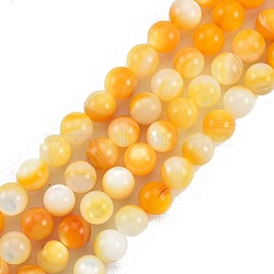 Natural Golden Yellow Shell Beads Strands, Round, 7mm, Hole: 1mm, about 56pcs/strand, 15.04 inch(38.2cm)(SSHEL-G024-01B)