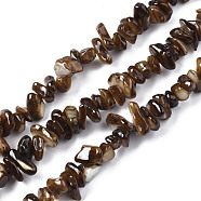 Natural Freshwater Shell Beads Strands, Dyed, Chips, Coconut Brown, 2~6x4~14x4.5~8.5mm, Hole: 0.7~0.8mm, about 258~292pcs/strand, 31.10 inch~32.05 inch(79cm~81.4cm)(SHEL-S278-070A)
