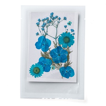 Pressed Dried Flowers, for Cellphone, Photo Frame, Scrapbooking DIY and Resin Art Floral Decors, 120x85x0.3mm