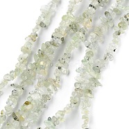 Natural Prehnite Beads Strands, Chip, 1.5~4.5x3~13x2.5~8mm, Hole: 0.6mm, 30.94~31.97 inch(78.6~81.2cm)(G-G0003-B12)