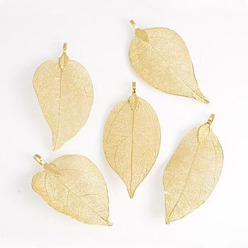 Electroplated Natural Leaf Big Pendants, with Iron Findings, Light Gold Plated, KC Gold, 50~80x20~35x1mm, Hole: 3x6mm