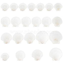 Elite 20Pcs 4 Style Natural Scallop Shells, for DIY Craft Beach Wedding Home Decoration Decoration or Serving Food, White, 61~107x51~109x2~3mm(SSHEL-PH0001-23)