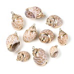 Electroplate Natural Spiral Shell Pendants, Conch Charms with Golden Tone Iron Loops, Sandy Brown, 19.5~30.5x13~22x11~18mm, Hole: 1.6~1.8mm(SSHEL-N042-08)