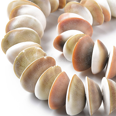 Natural Shell Beads Strands(SSHEL-N034-101)-3