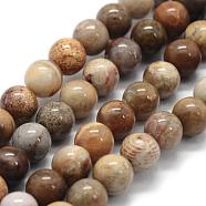Natural Fossil Coral Beads Strands, Round, 8~8.5mm, Hole: 0.8mm, about 45pcs/strand, 15 inch(38cm)(G-G763-12-8mm)