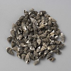 Natural Shell Charms, for Jewelry Making, Dark Slate Gray, 13.5~18x7~9x5~8mm, Hole: 1.2~2.5mm, about 3030pcs/1000g(SHEL-WH0001-012D)