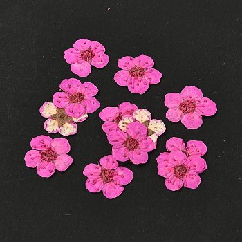 Narcissus Embossing Dried Flowers, for Cellphone, Photo Frame, Scrapbooking DIY Handmade Craft, Fuchsia, 7mm, 20pcs/box