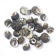 Conch Shell Beads, Undrilled/No Hole Beads, Black, 12~22x11~18x10~17mm(SSHEL-S258-37)