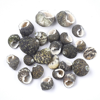 Conch Shell Beads, Undrilled/No Hole Beads, Black, 12~22x11~18x10~17mm