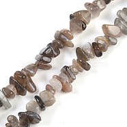 Natural Black Sunstone Beads Strands, Chip, 6~12x1.5~6x4~7mm, hole: 1mm, 31.50''(80cm)(G-G905-17)