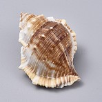 Large Natural Conch Shells, for Wedding Decor Beach Theme Party, Home Decorations, DIY Crafts, Saddle Brown, 40~60x30~46x30mm(DJEW-WH0007-11B)