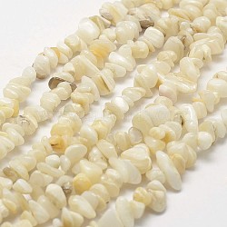 Natural Shell Beads Strands, Chip, Light Yellow, 3~5x7~13x2~4mm, Hole: 0.4mm, about 31.5 inch(80cm)(G-F328-45)