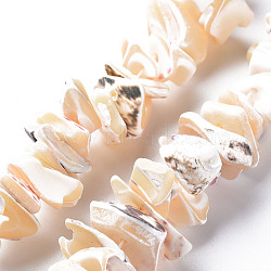 Natural Trochid Shell/Trochus Shell Bead Strands, Nuggets, 8~16x7~13x2~15mm, Hole: 1.2mm, about 39~46pcs/strand, 6.89 inch~7.28 inch(17.5~18.5cm)(SSHEL-N034-105-B01)